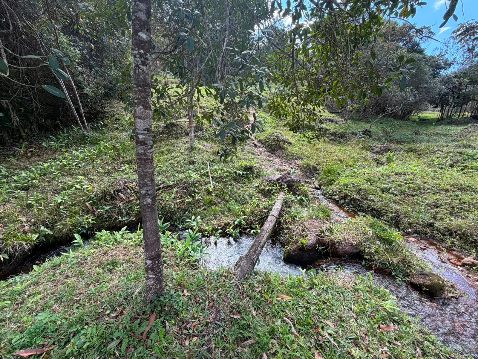 Curso d'água natural correndo entre a vegetação preservada