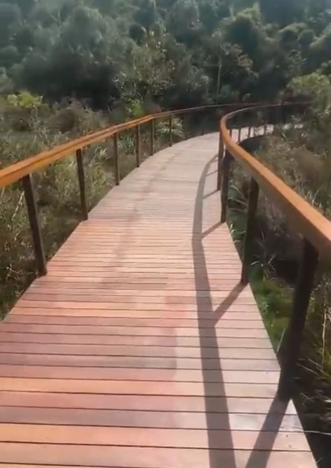 Passarela de madeira com guarda-corpo acompanhando a curva do terreno, cercada de vegetação
